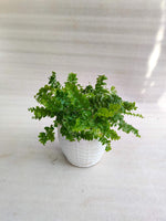 Ferns Combo Pack Of 3 With Pot - Thegreenstack
