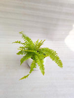 Ferns Combo Pack Of 3 With Pot - Thegreenstack