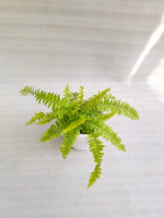 Ferns Combo Pack Of 3 With Pot - Thegreenstack
