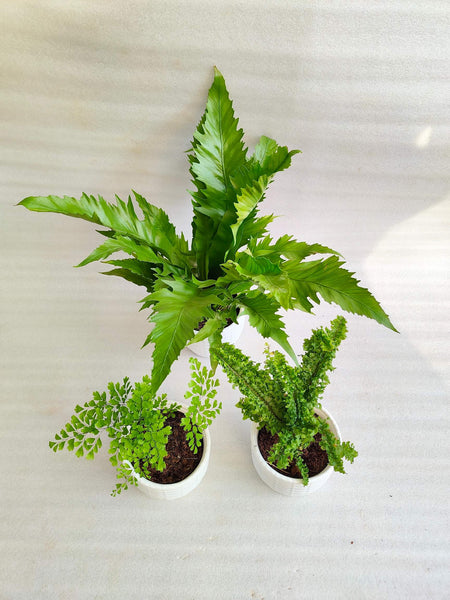 Ferns Pack Of 3 With Pot - Thegreenstack
