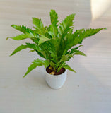 Ferns Pack Of 3 With Pot - Thegreenstack