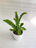Ferns Pack Of 3 With Pot - Thegreenstack