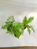 Ferns Pack Of 3 Combo With Pot - Thegreenstack