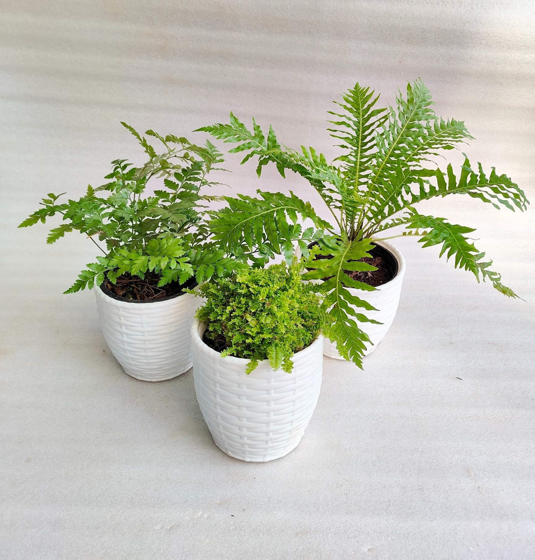 Ferns Pack Of 3 Combo With Pot - Thegreenstack