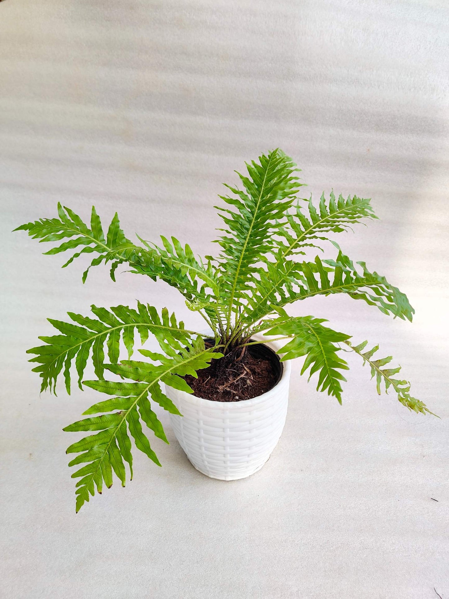 Ferns Pack Of 3 Combo With Pot - Thegreenstack