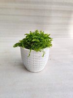 Ferns Pack Of 3 Combo With Pot - Thegreenstack