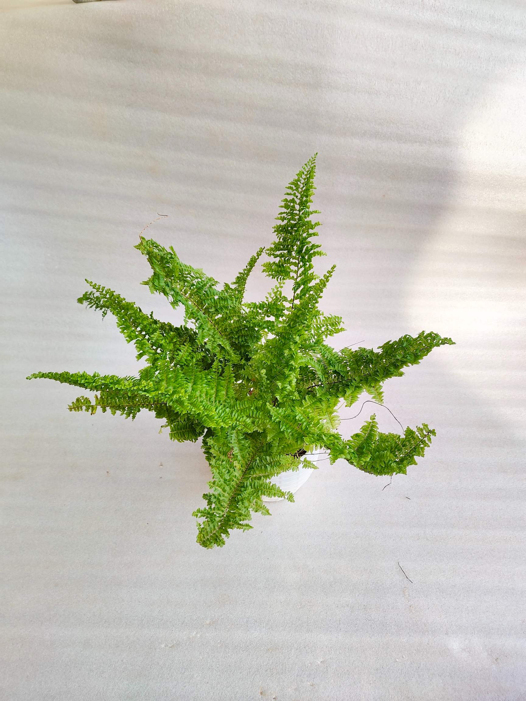 Ferns Pack Of 3 Combo With Pot - Thegreenstack