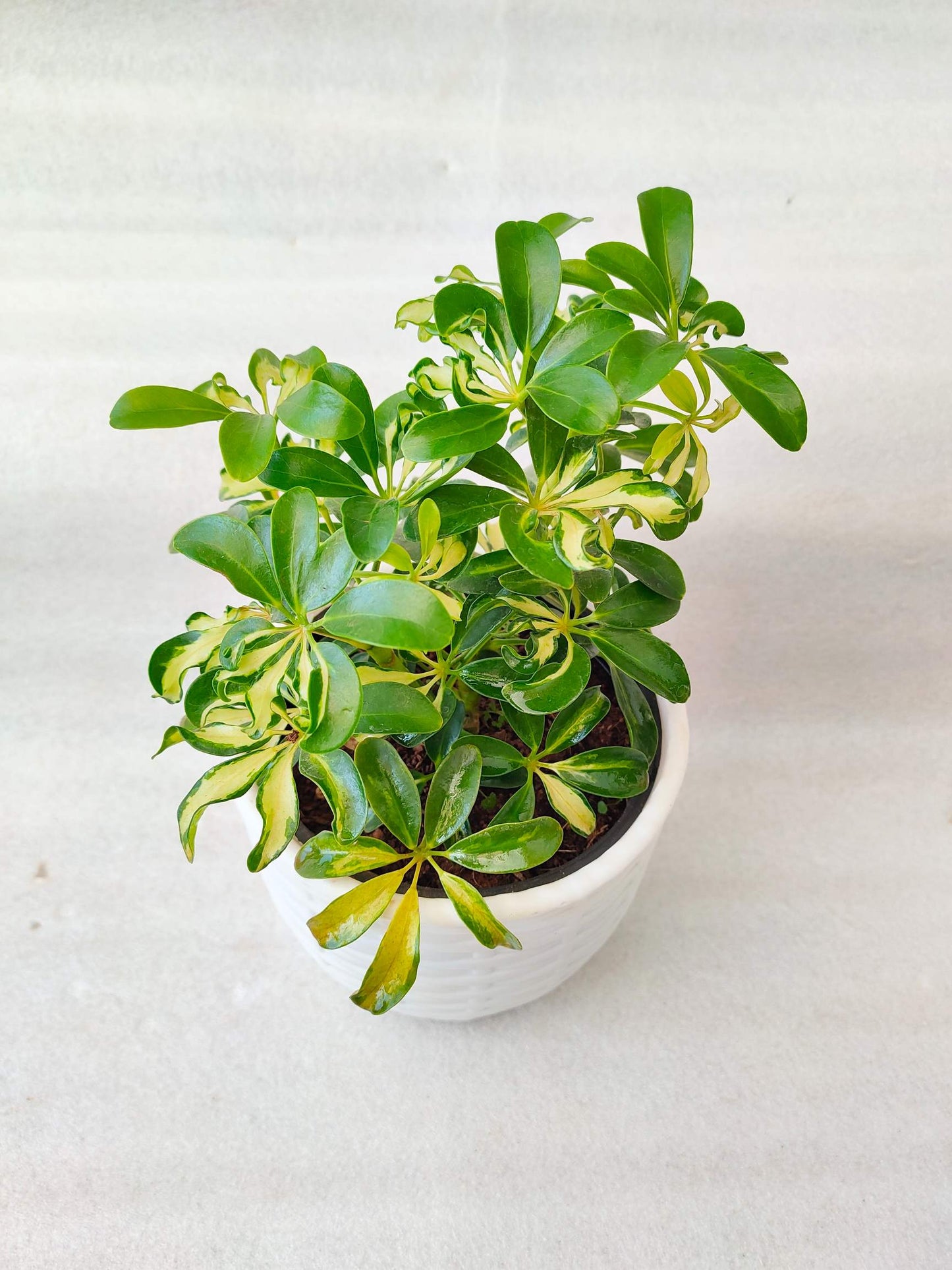 Schefflera ( umbrella tree ) pack of 3 with pot - Thegreenstack