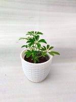 Schefflera ( umbrella tree ) pack of 3 with pot - Thegreenstack