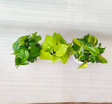 Heart-leaf philodendron pack of 3 with pot - Thegreenstack