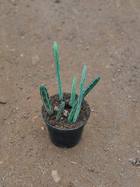 Kleinia stapeliiformis (Pickle Plant) - Thegreenstack