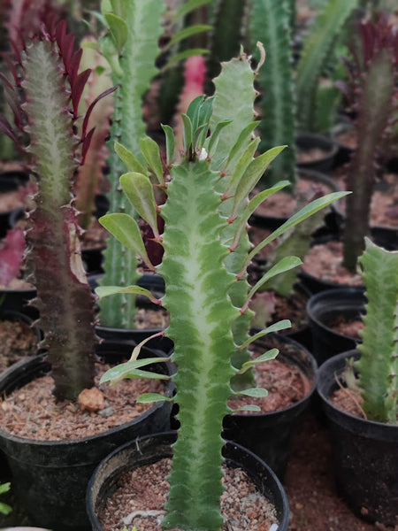 Euphorbia trigona - Thegreenstack