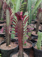 Euphorbia trigona Rubra - Thegreenstack