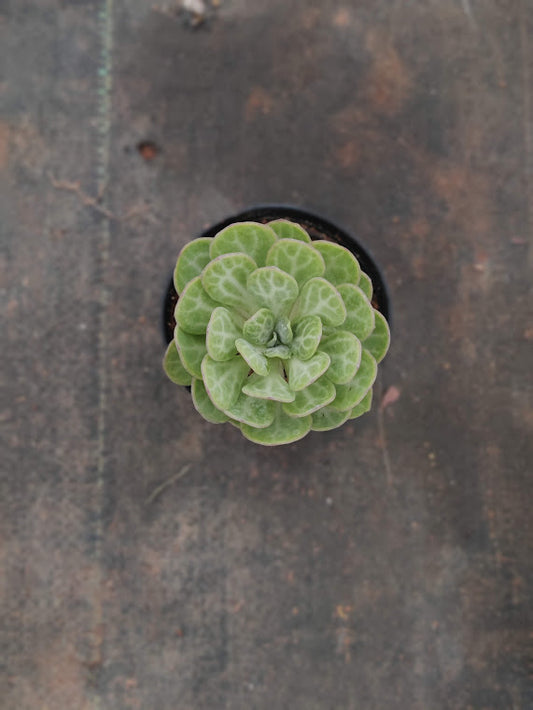 Senecio Obovatus - Thegreenstack
