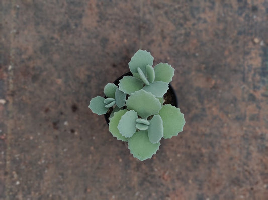 Kalanchoe millotii - Thegreenstack