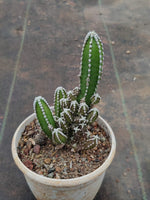 Acanthocereus tetragonus(Triangle cactus) - Thegreenstack