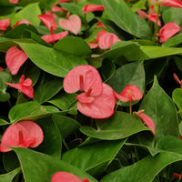 Anthurium andraeanum - Flamingo Lily - Thegreenstack