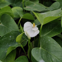 Anthurium andraeanum - Flamingo Lily - Thegreenstack