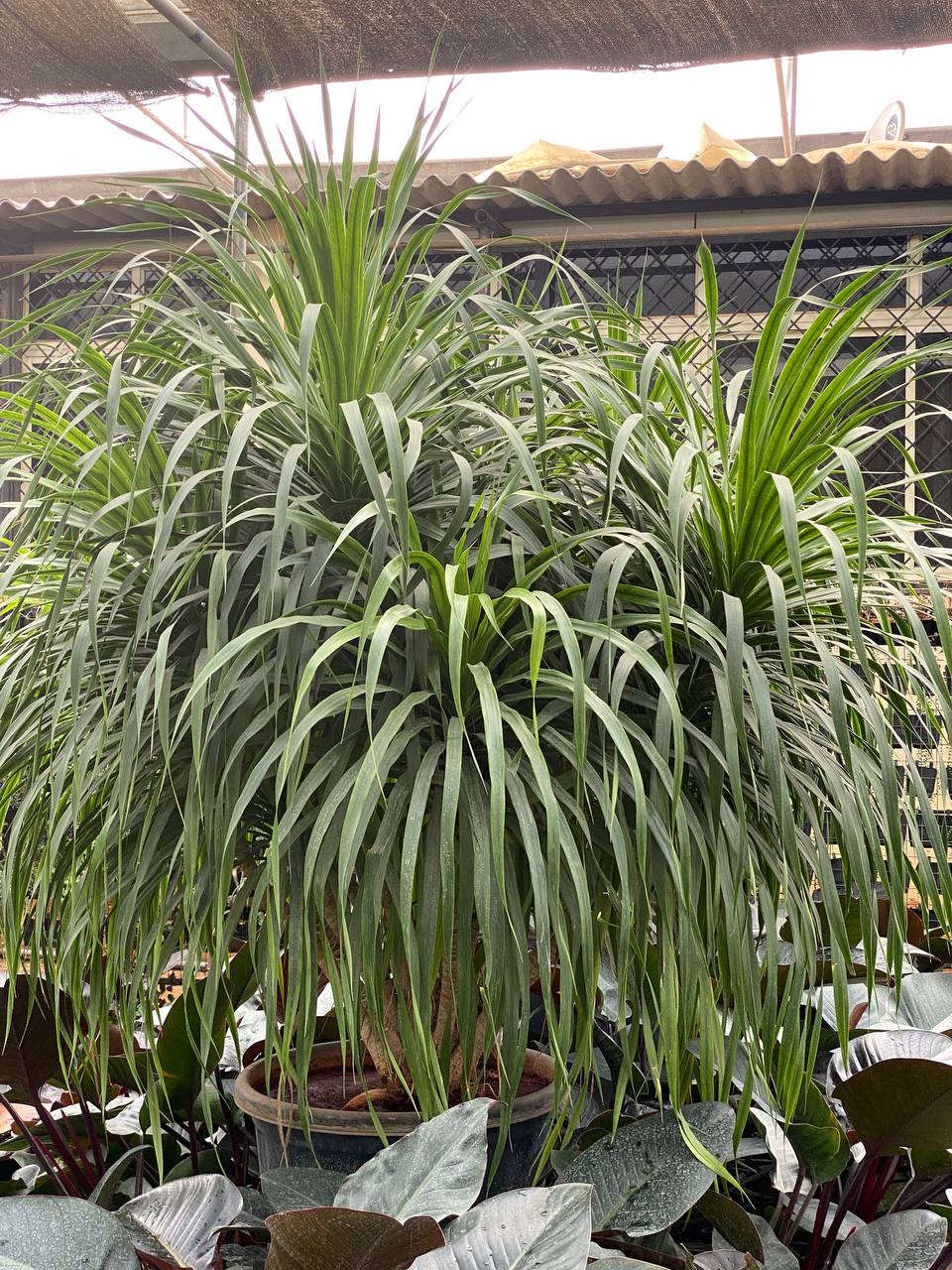 Dracaena draco (Dragon Tree) - Thegreenstack