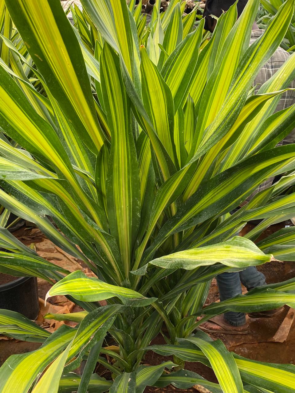 Dracaena Massangeana 'Dara Singh' - Thegreenstack