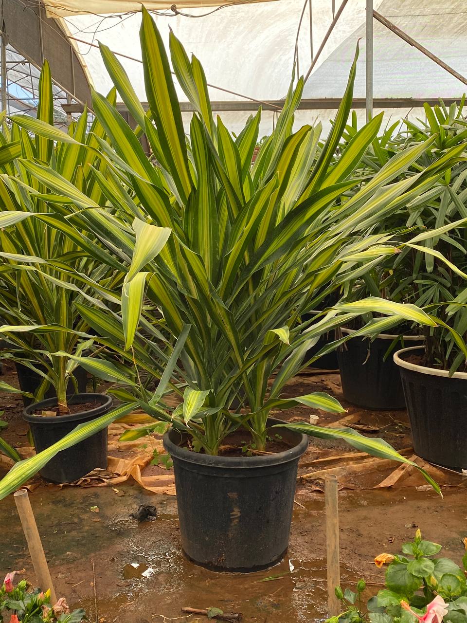 Dracaena Massangeana 'Dara Singh' - Thegreenstack
