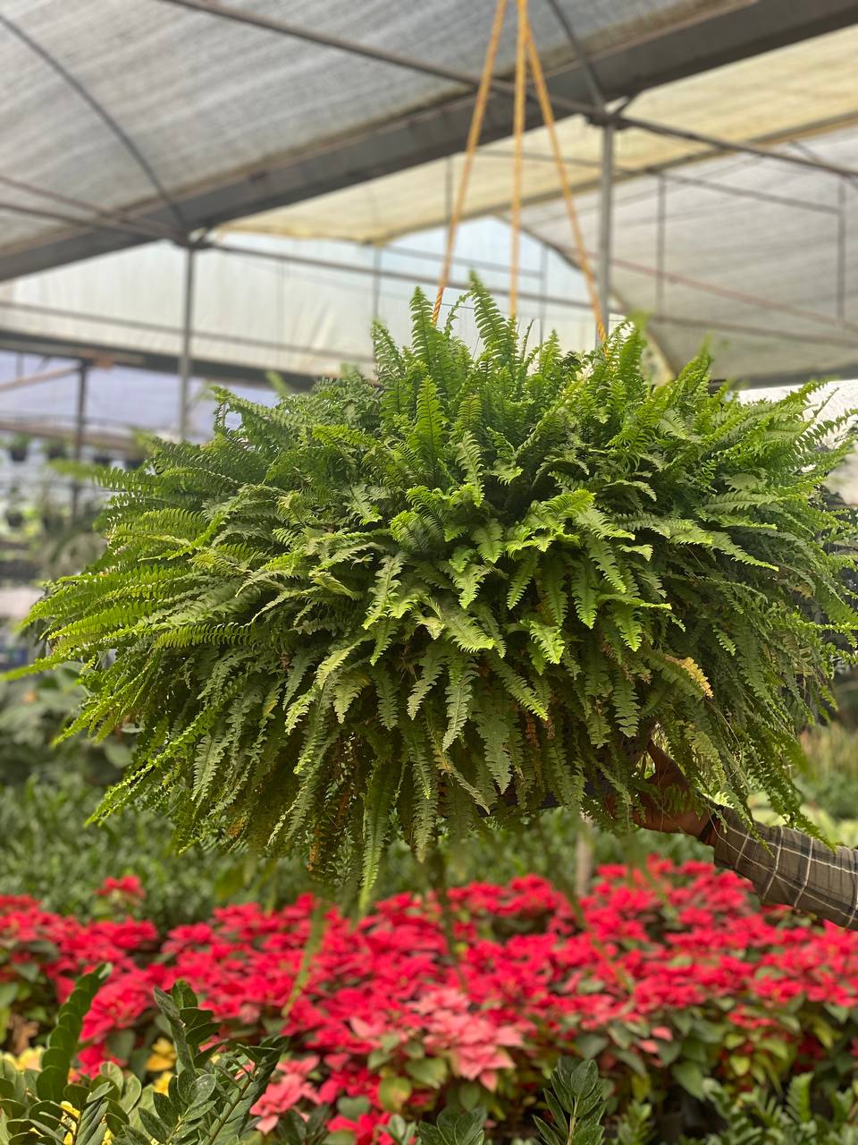 Nephrolepis exaltata - Boston Fern - Thegreenstack