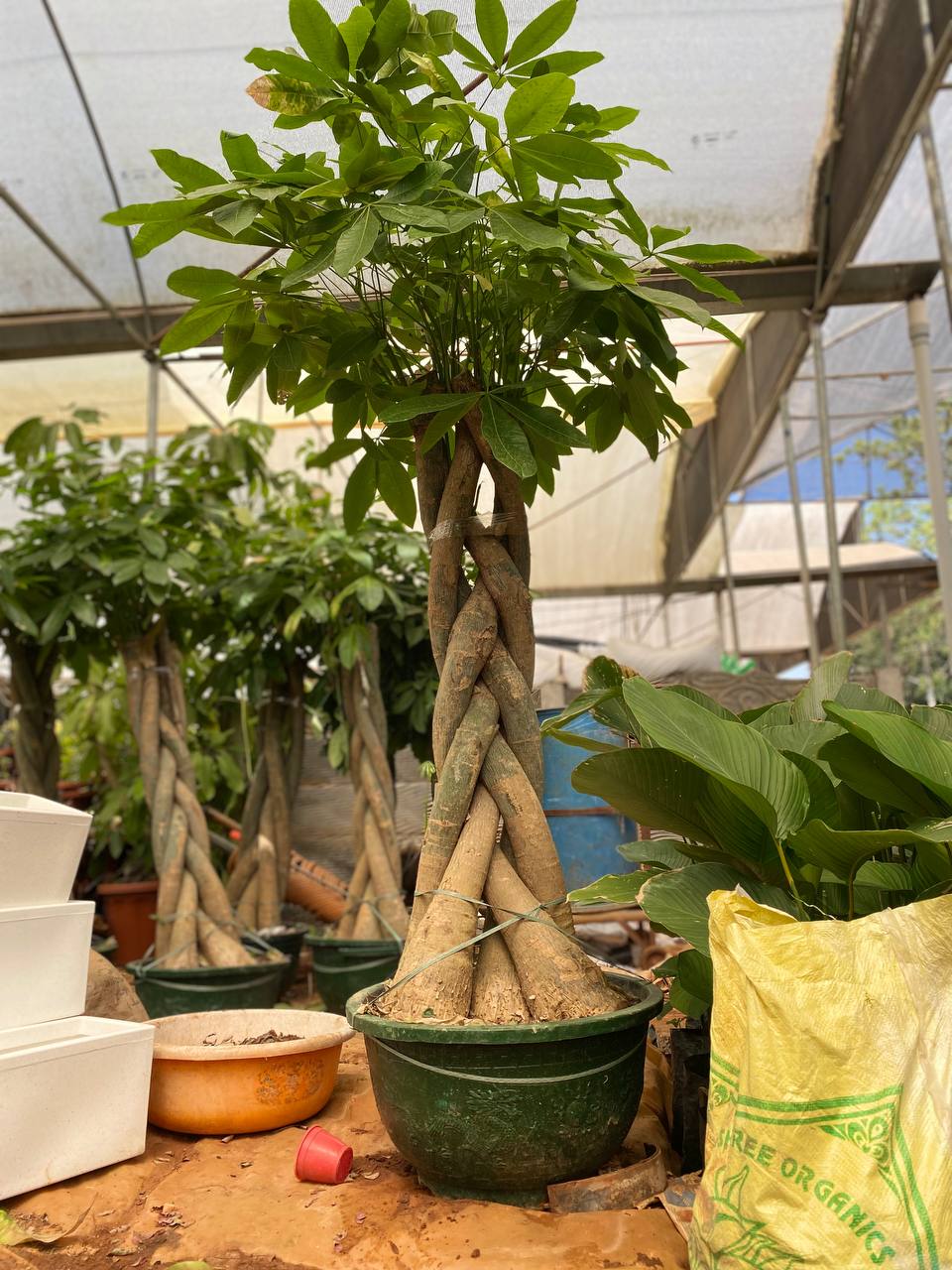 Pachira Aquatica bonsai (Money Tree) - Thegreenstack