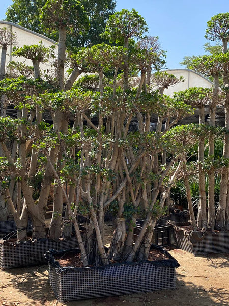 Ficus microcarpa Bonsai - Thegreenstack