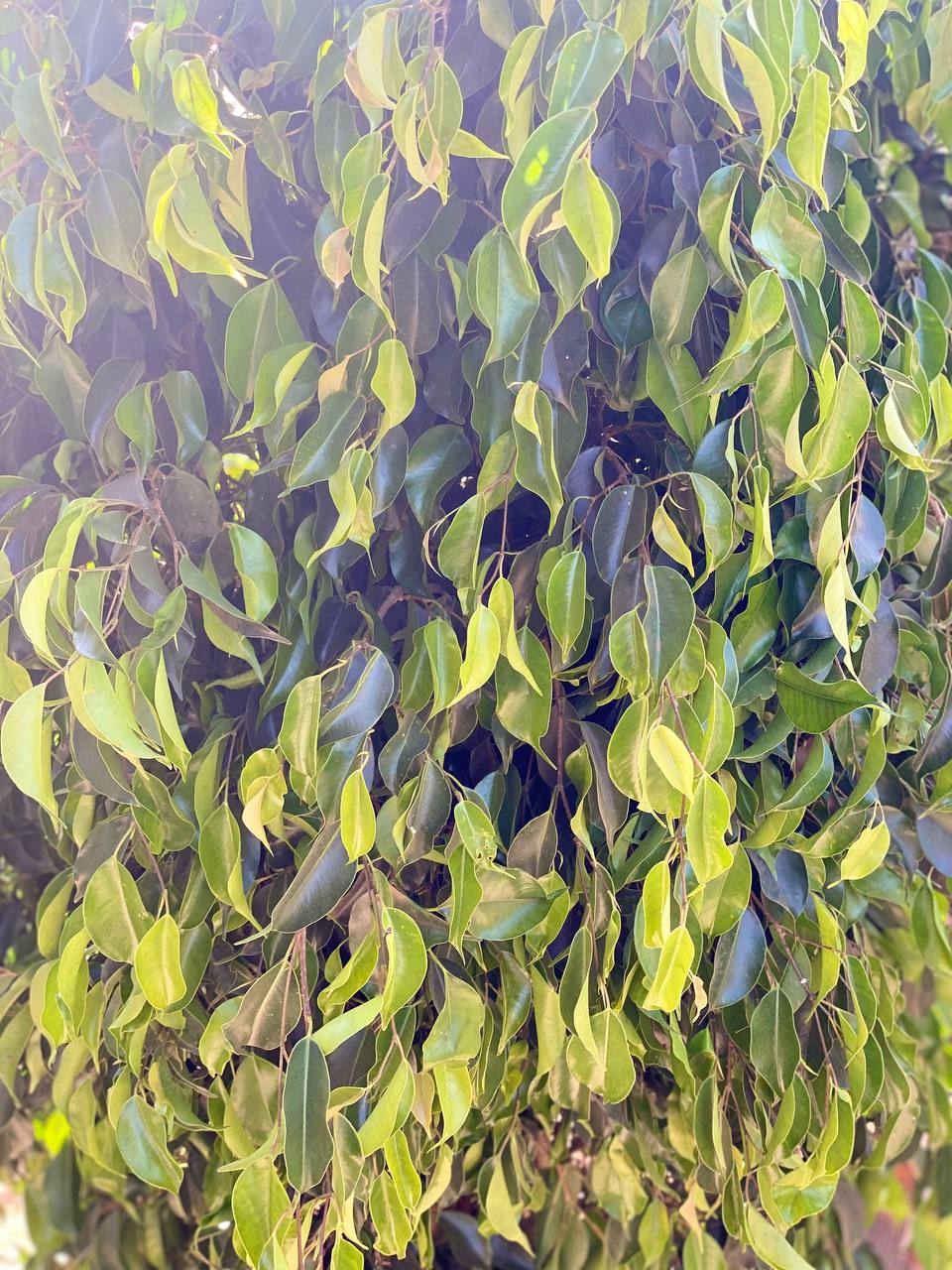 Ficus Microcarpa Bonsai - Thegreenstack