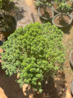 Miniature Murraya Paniculata - Shaped - Thegreenstack
