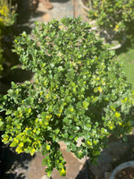 Ficus Microcarpa - S-shape bonsai - Thegreenstack