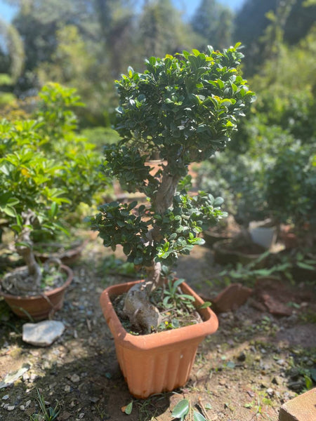 Ficus Microcarpa - S-shape bonsai - Thegreenstack