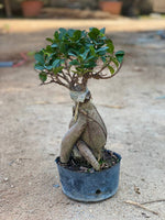 Ficus Ginseng Bonsai - Thegreenstack