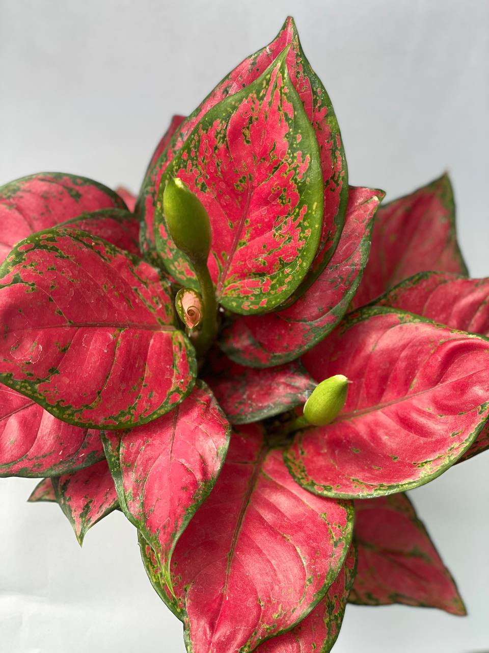 Aglaonema Anyamanee - Thegreenstack