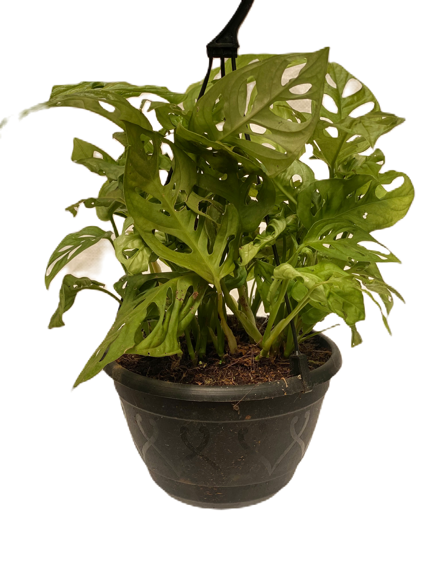 Monstera obliqua - Swiss Cheese Vine Hanging pot - Thegreenstack