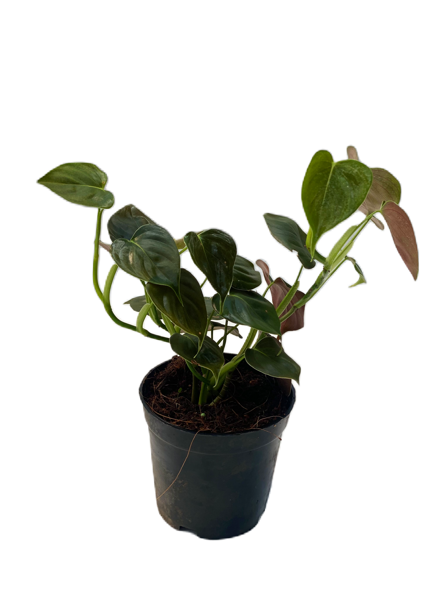 Philodendron lupinum