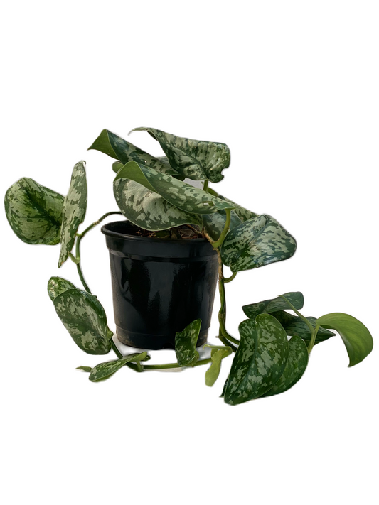 Scindapsus 'EXOTICA PICTUS' - Satin pothos - Thegreenstack