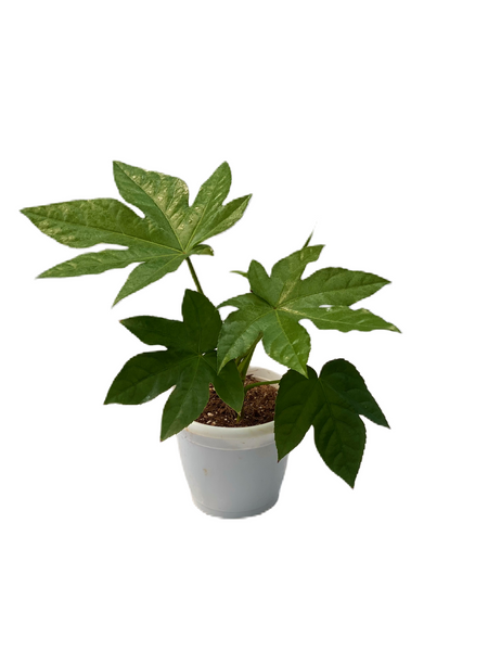 Fatsia japonica - fatsi, paperplant, false castor oil plant or Japanese aralia - Thegreenstack