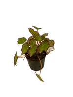 Begonia Rex Cleopatra - Thegreenstack