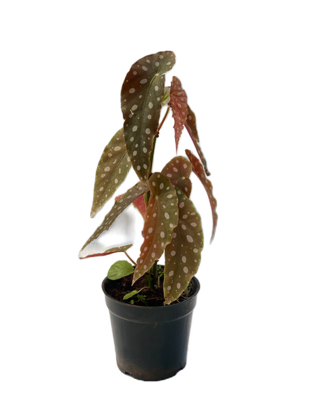 Begonia maculata - Polka Dot Begonia - Thegreenstack