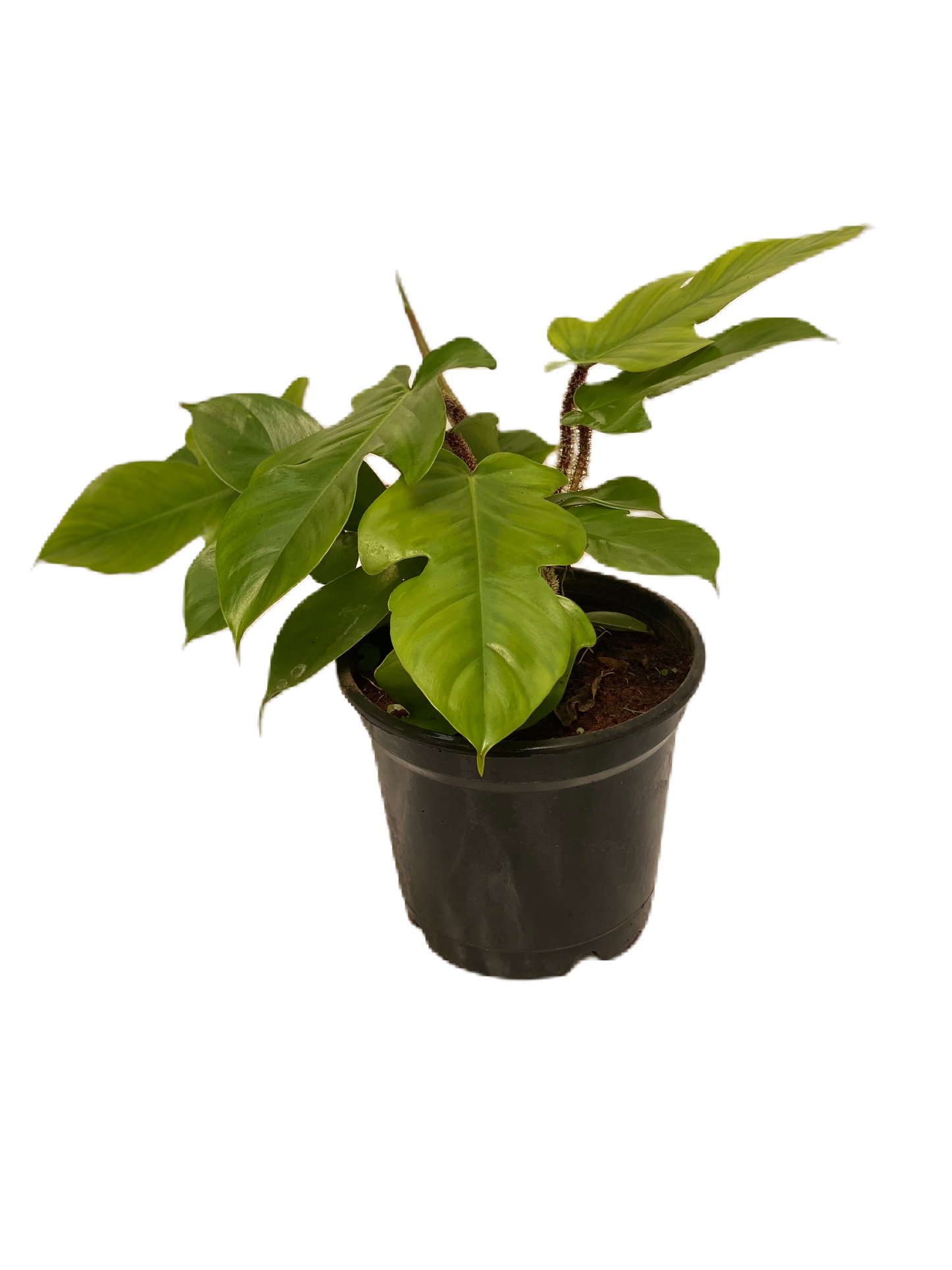 Philodendron squamiferum