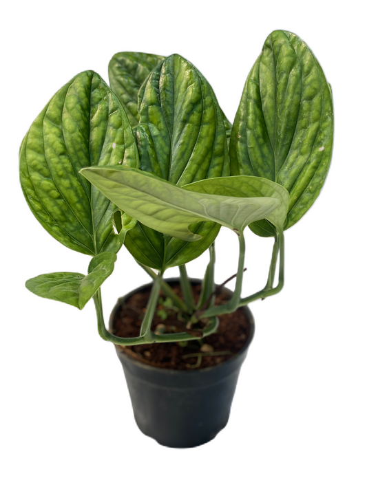 Monstera karstenianium (Monstera Peru)