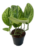 Monstera karstenianium (Monstera Peru)