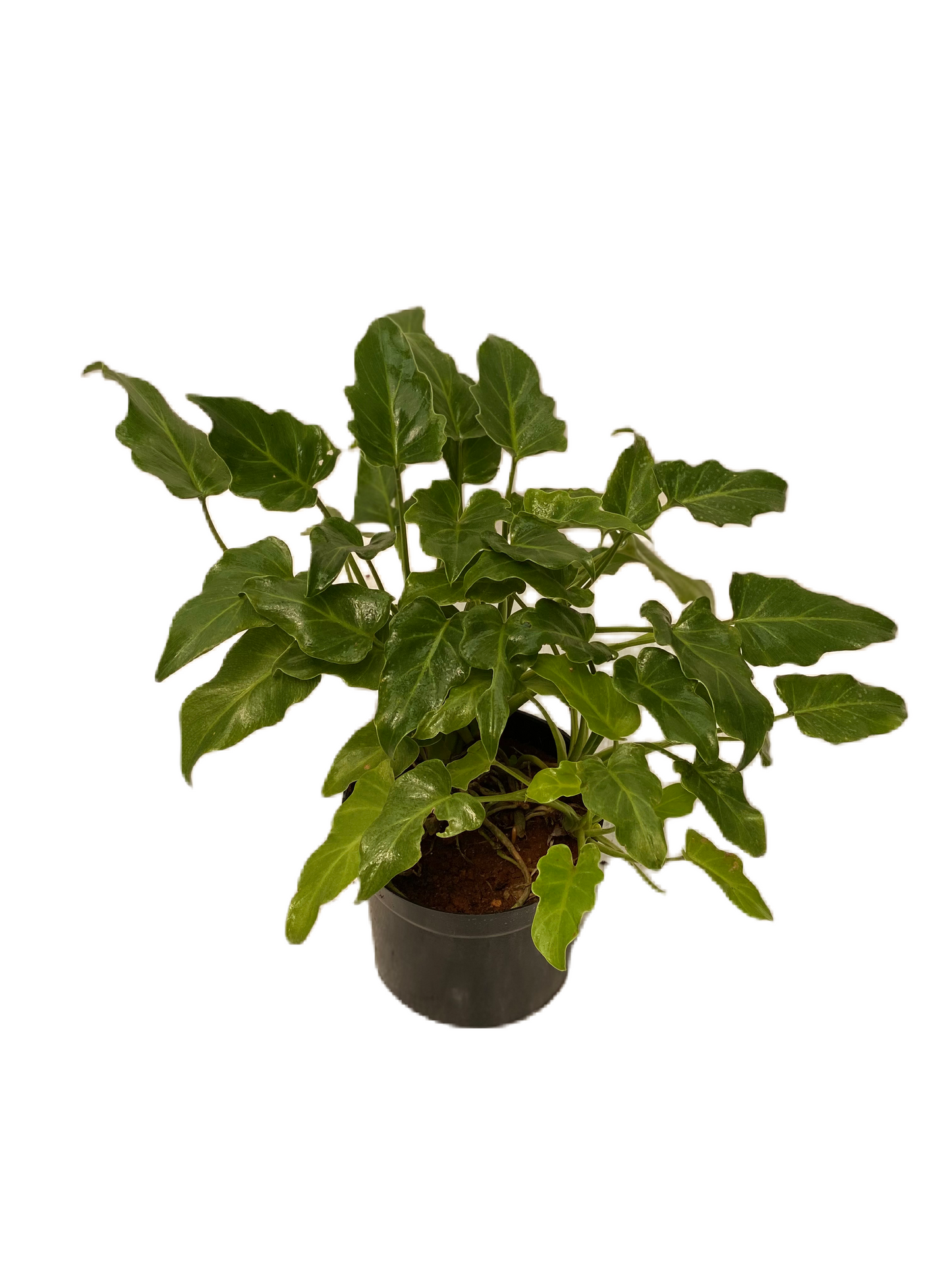Philodendron Xanadu