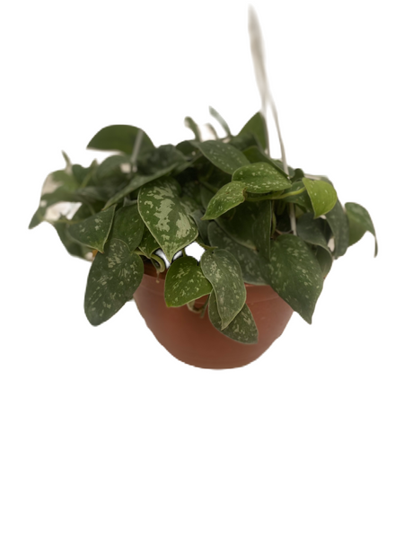 Scindapsus Pictus (Argyraeus), (satin pothos)