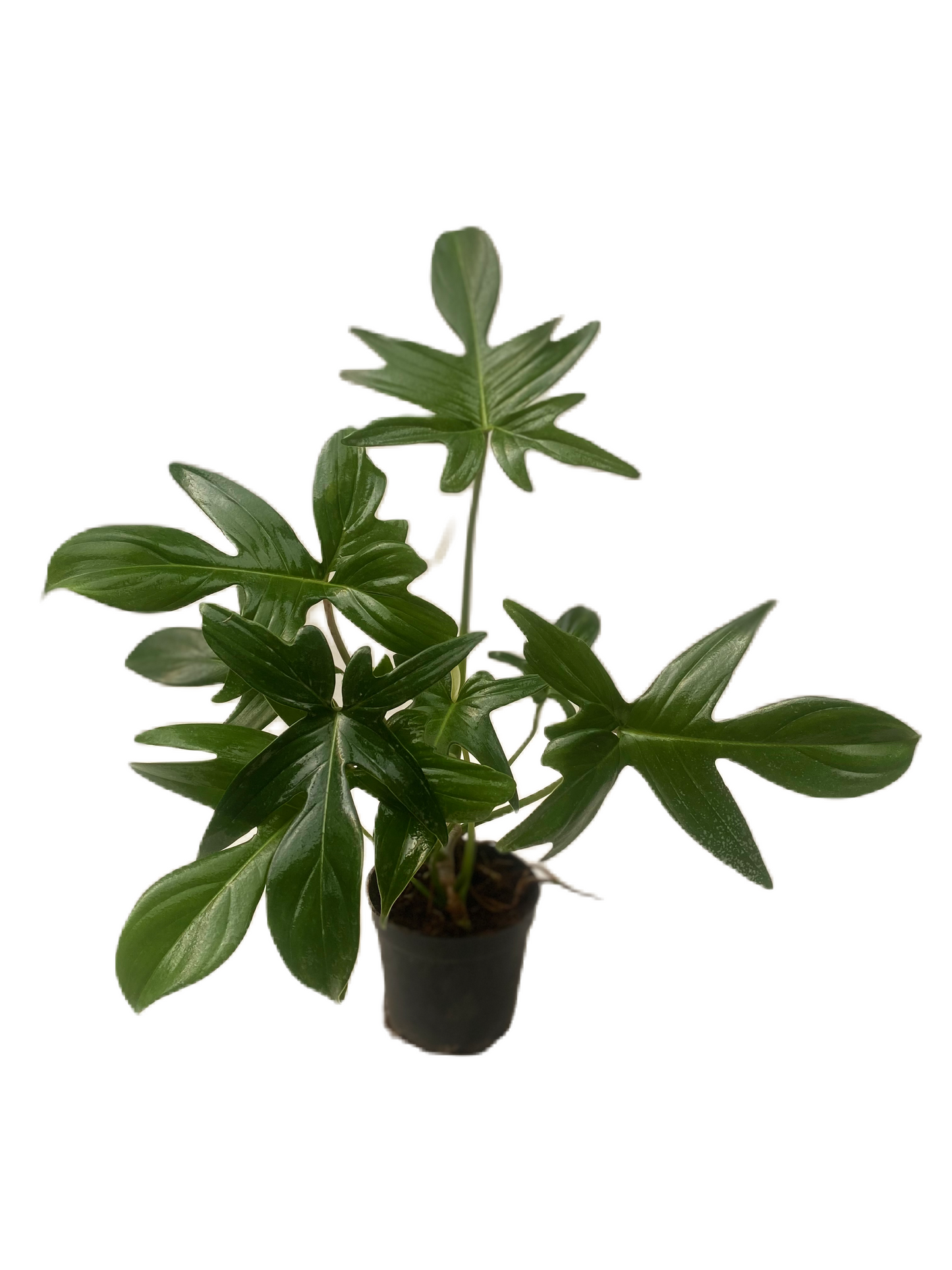 Philodendron Florida Green - Thegreenstack