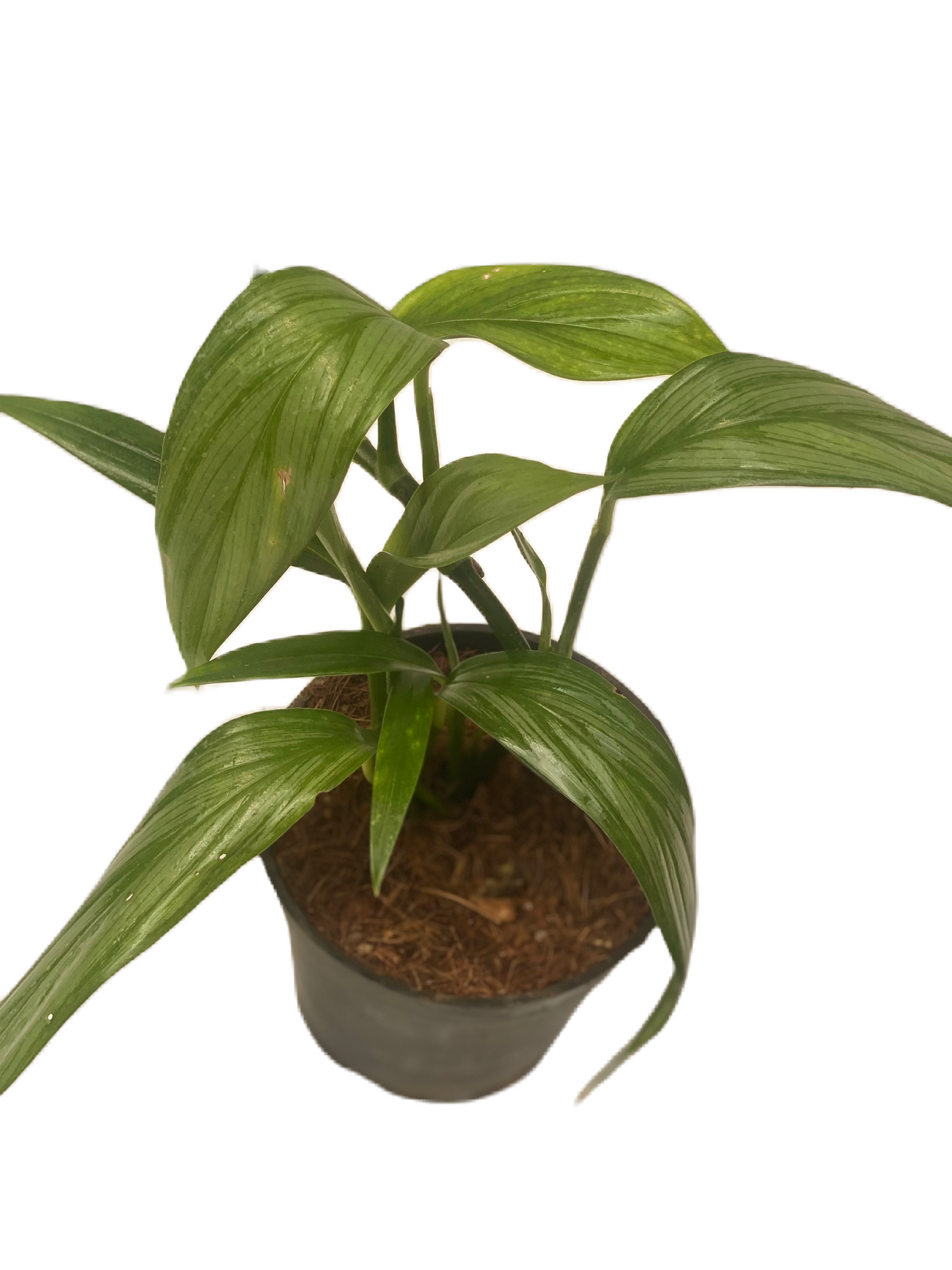 Epipremnum Amplissimum “Silver Streak” (Rhaphidophora Amplissimia)