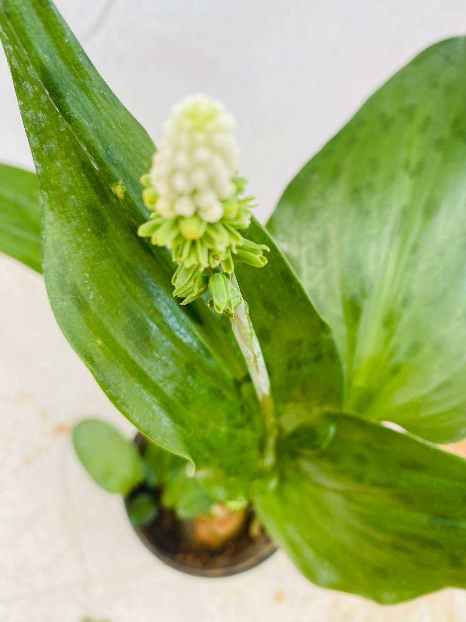 Ledebouria petiolata