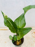 Ledebouria petiolata