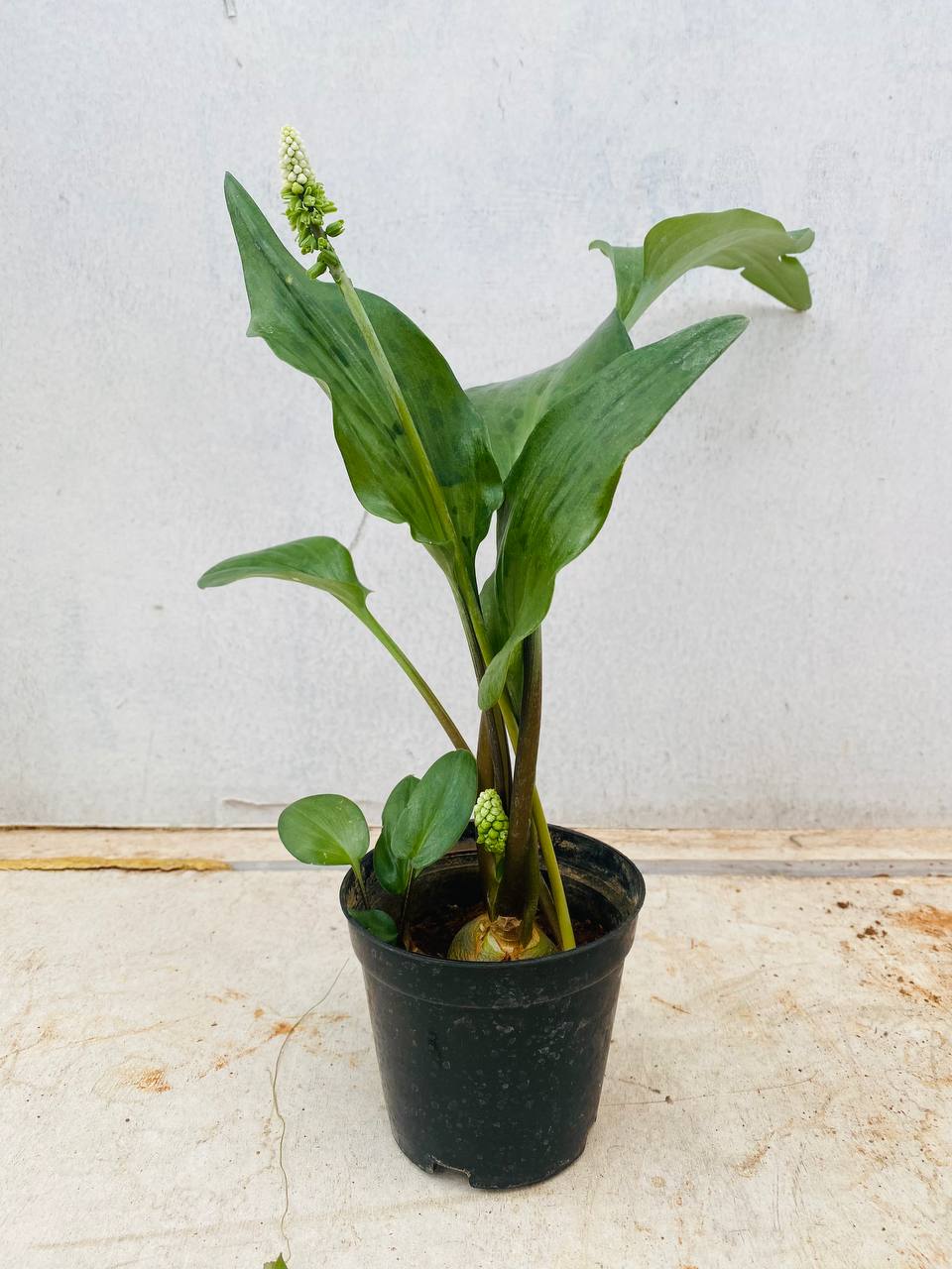 Ledebouria petiolata